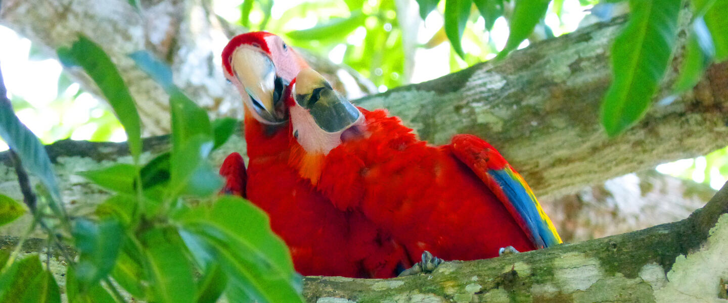 Pura Vida - Naturparadies Costa Rica