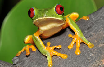 Costa Rica und Nicaragua - Naturschätze und Kulturerbe