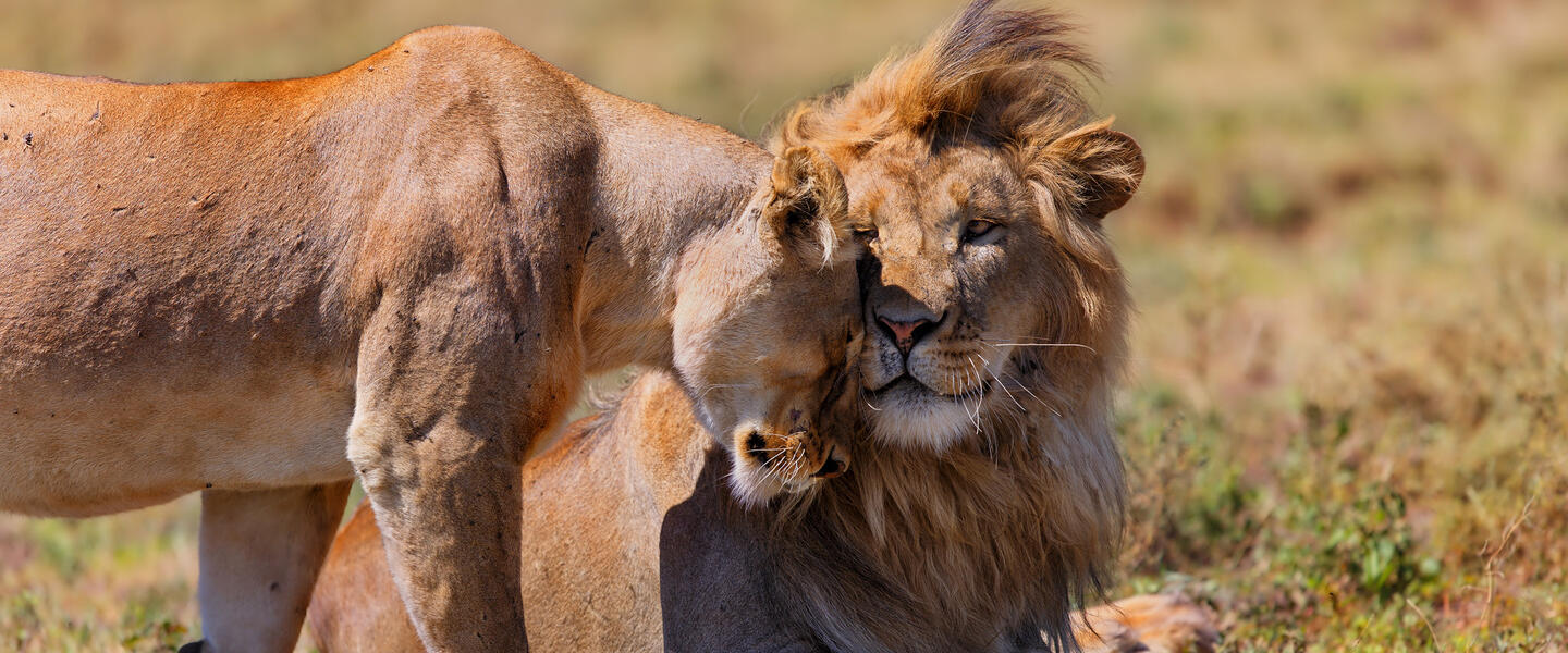 Kenia und Tansania