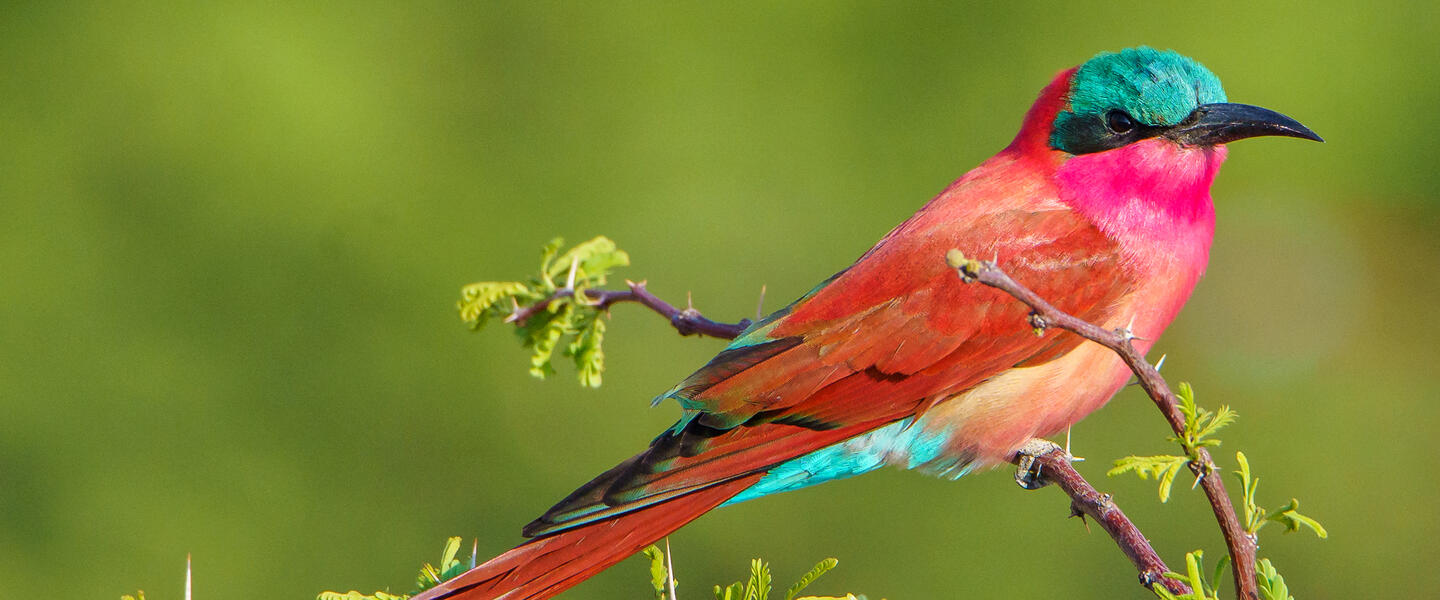 Namibia - von Windhoek zu den Victoria-Fällen