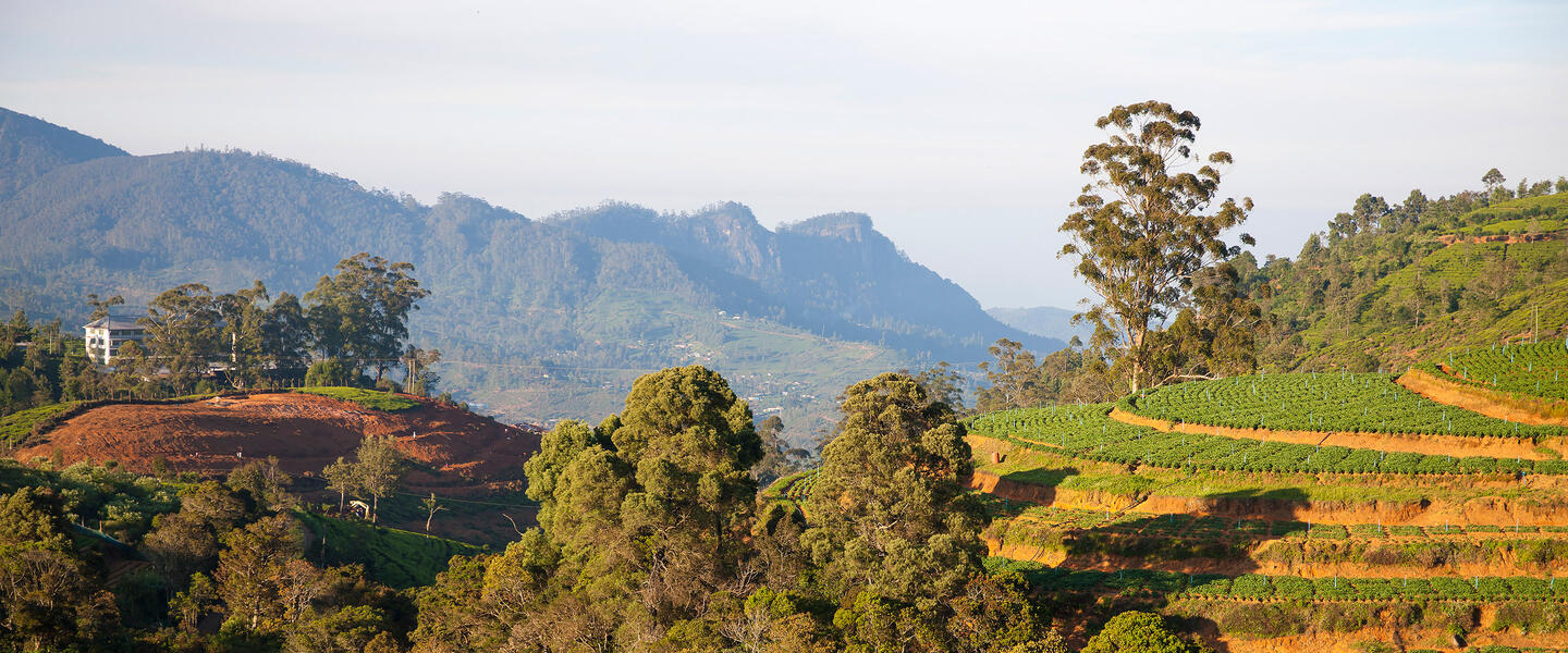 Natürlich Sri Lanka!