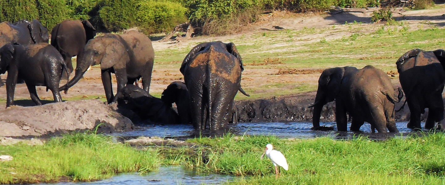 Botswana und Simbabwe - Donnernder Rauch und Okavango-Delta