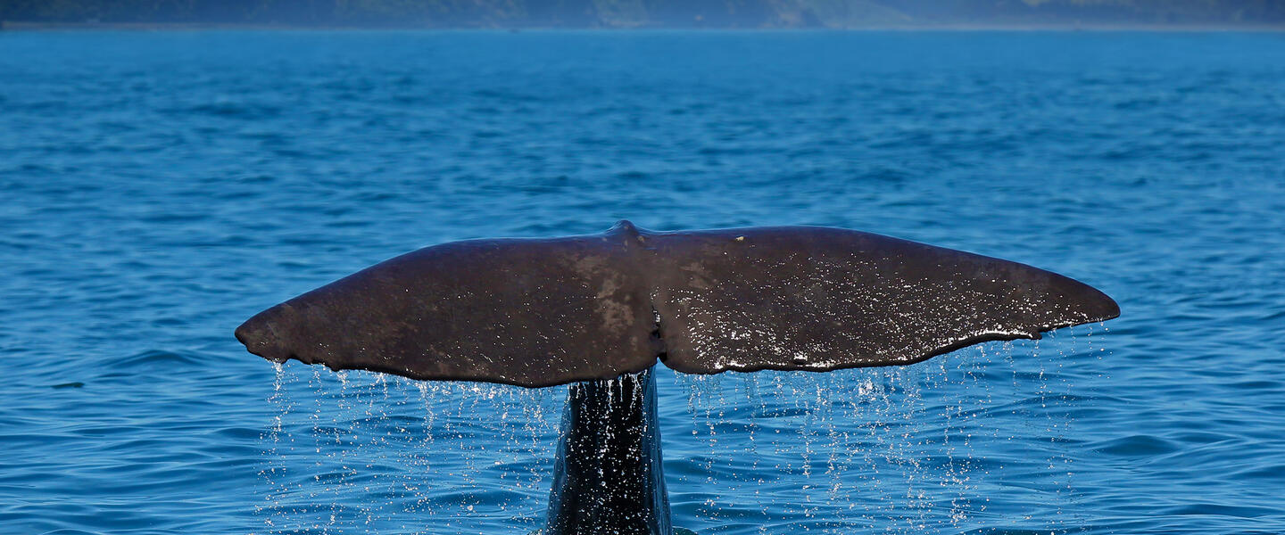 Neuseelandsafari - von Auckland nach Christchurch