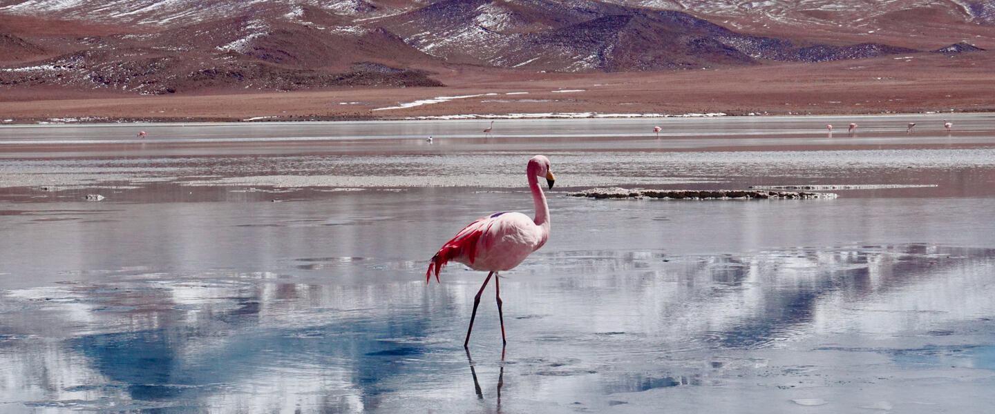 Wüstenzauber Atacama