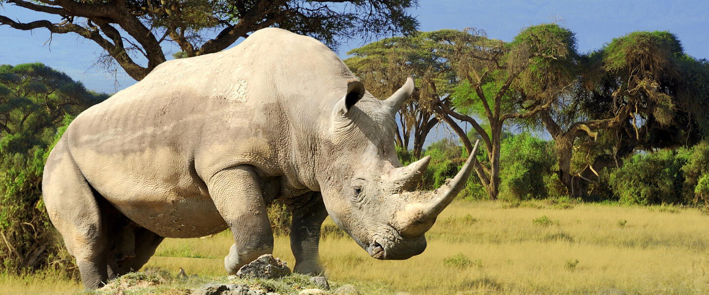 Endlose Savannen am Fuße des Kilimanjaro