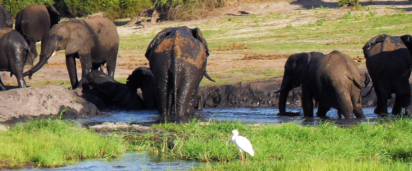 Victoria Falls und Chobe Nationalpark